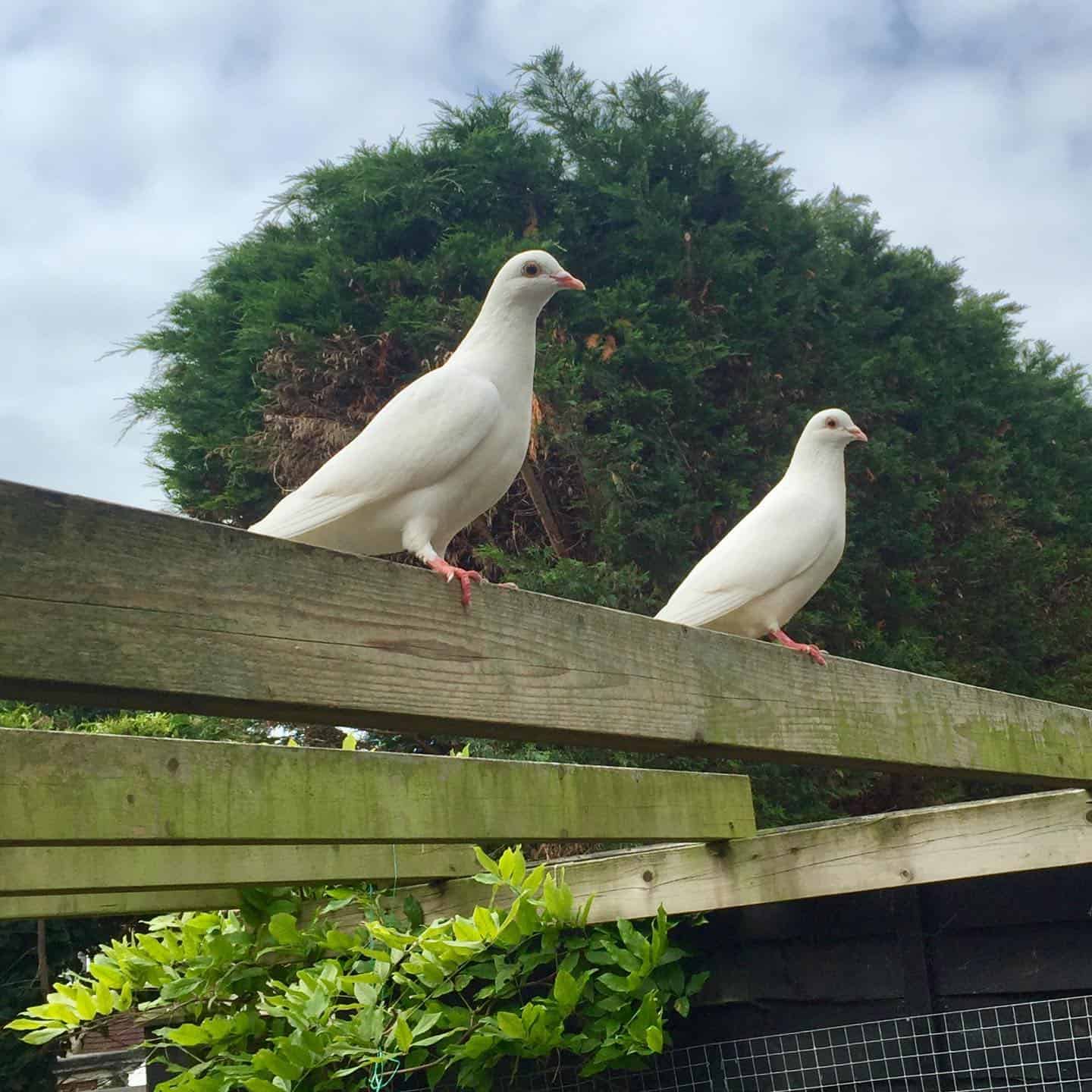 Sussex Dove Release 6