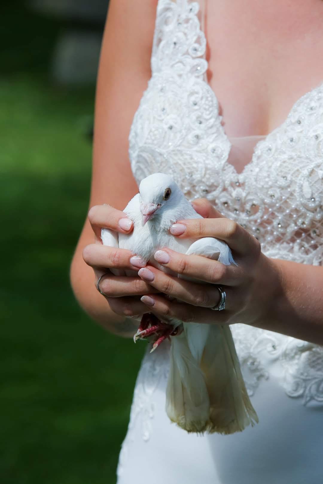 Sussex Dove Release 2