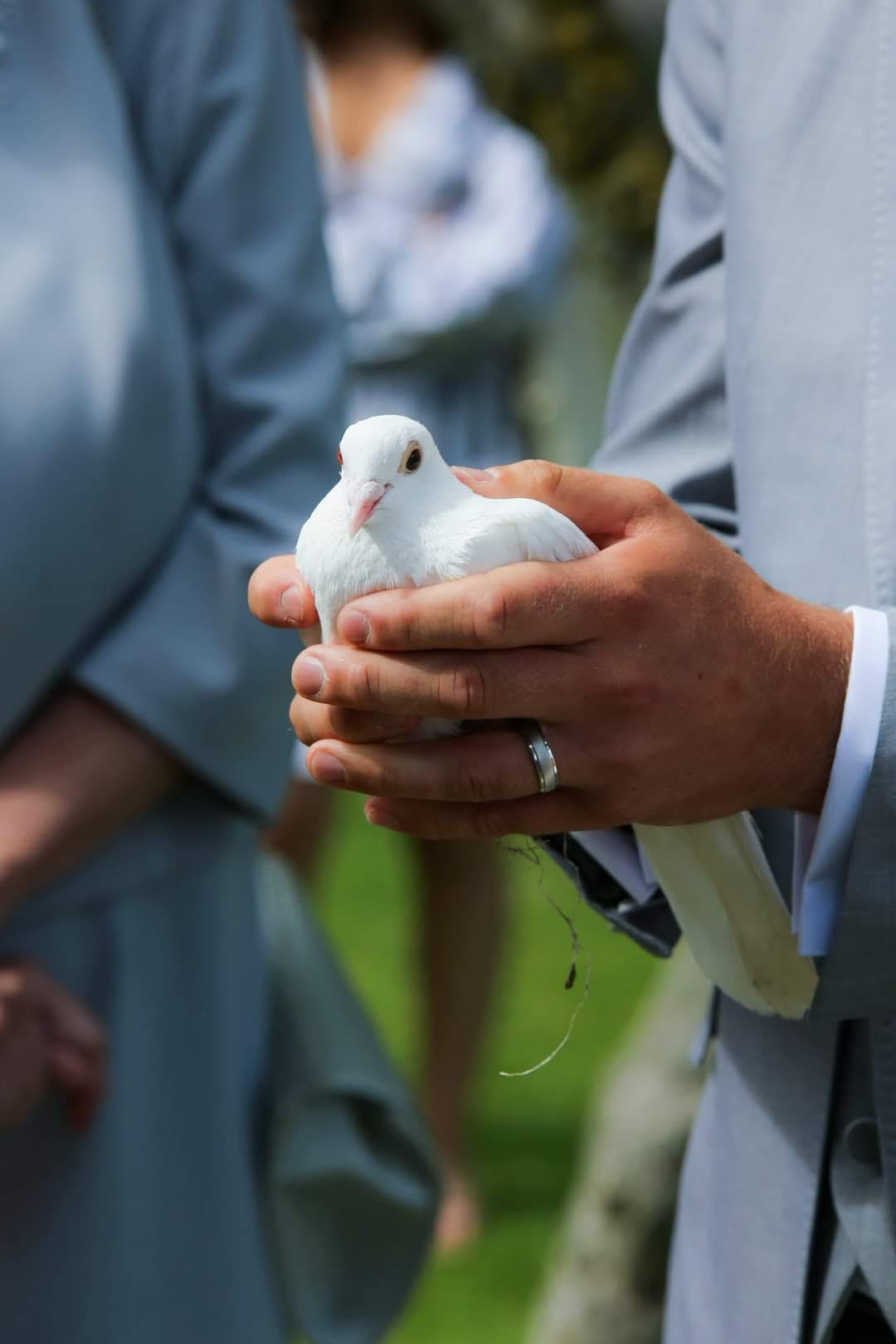 Sussex Dove Release 3
