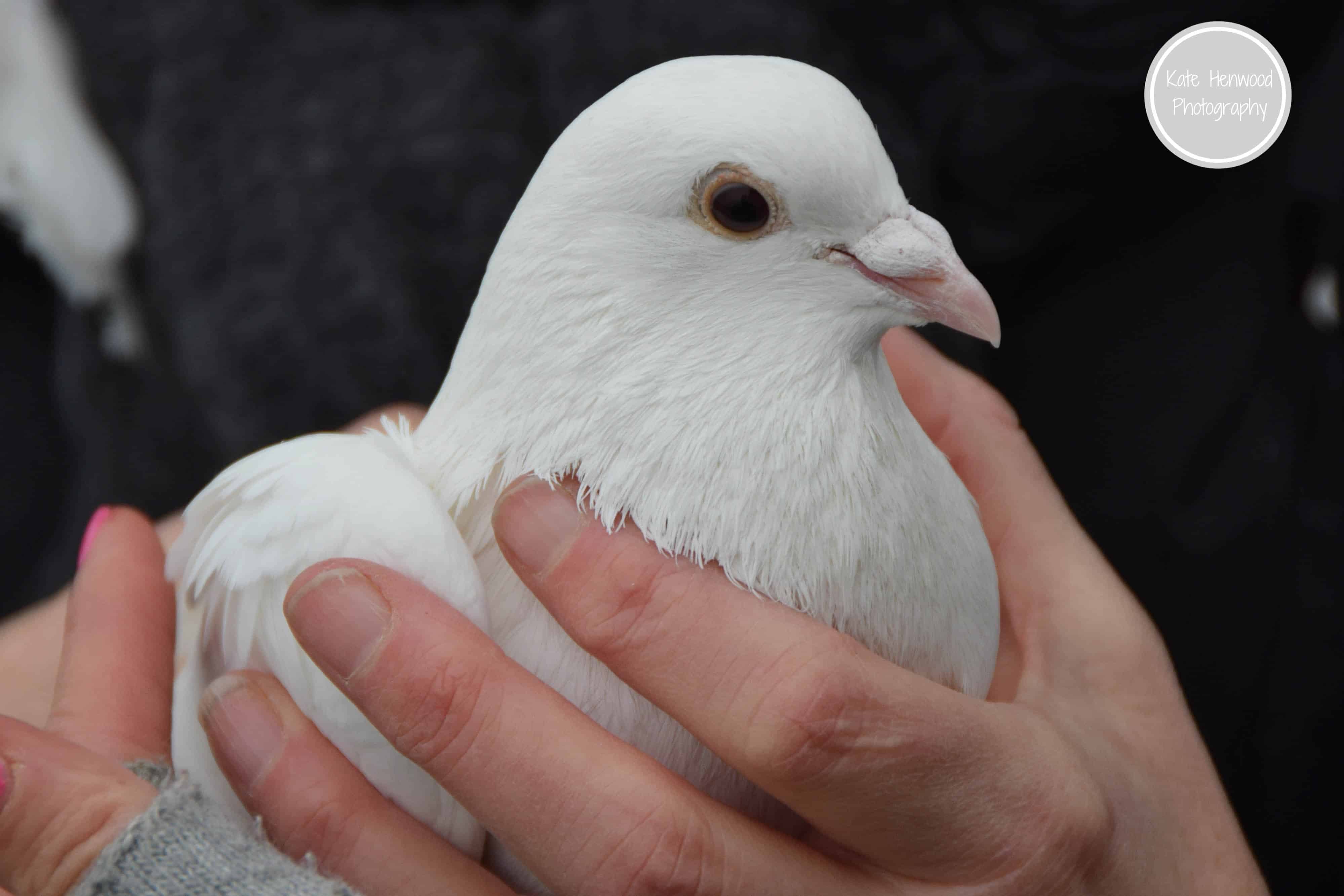 Sussex Dove Release 8
