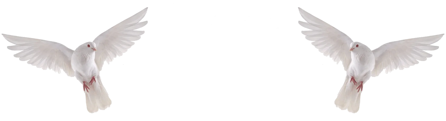 Sussex Dove Release